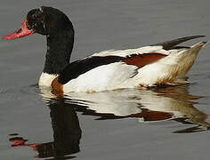 Common Shelduck