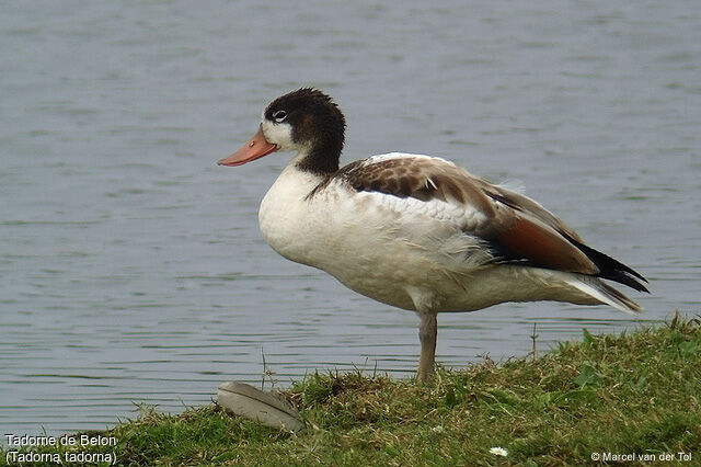 Common Shelduck