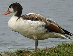 Common Shelduck