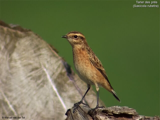 Whinchat