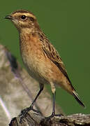 Whinchat