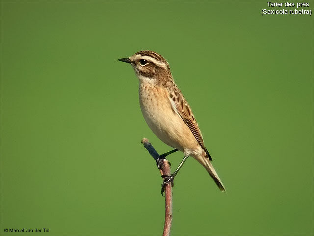 Whinchat