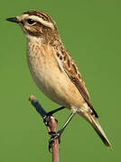 Whinchat