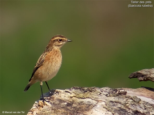 Whinchat