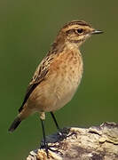 Whinchat