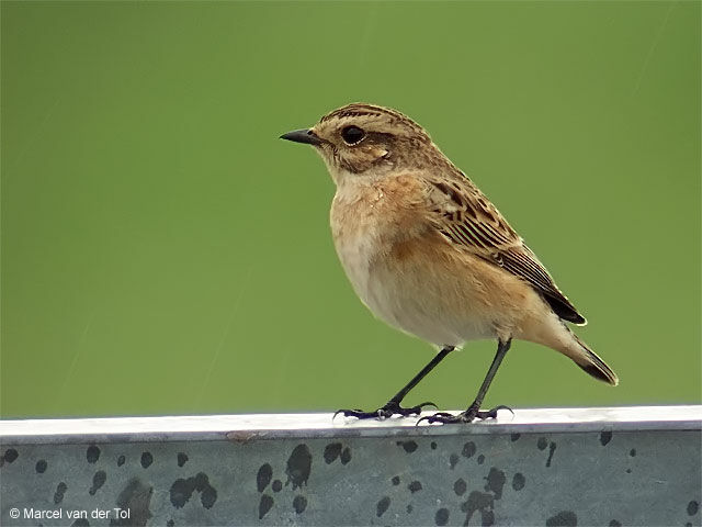 Whinchat