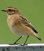 Whinchat