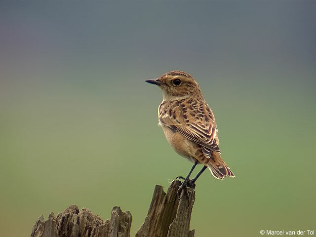 Whinchat