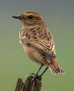 Whinchat