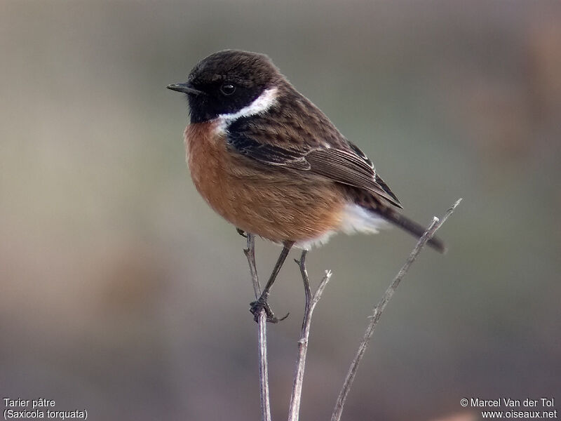 European Stonechat