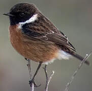 European Stonechat