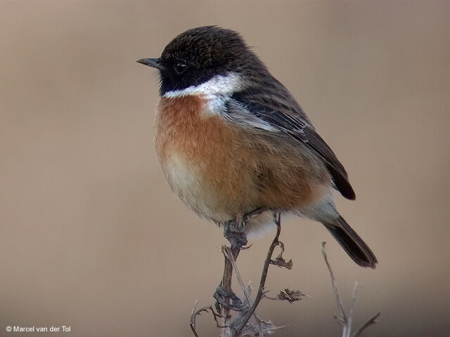 European Stonechat