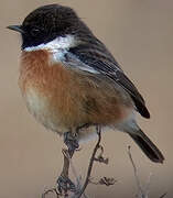 European Stonechat