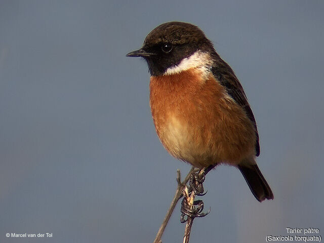 European Stonechat