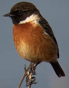 European Stonechat