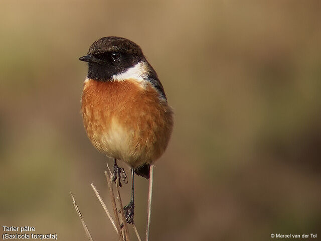 European Stonechat