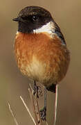 European Stonechat