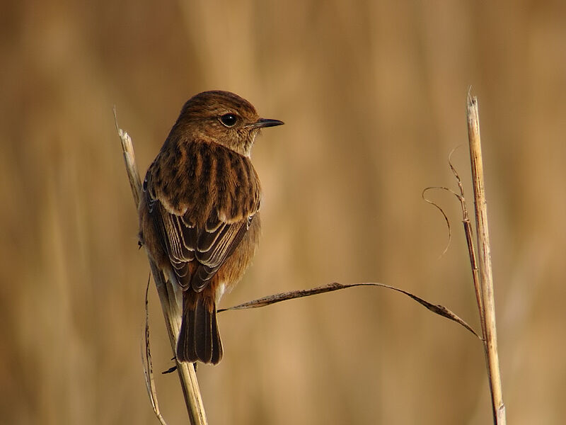 European Stonechat