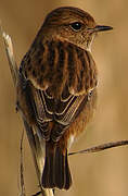 European Stonechat