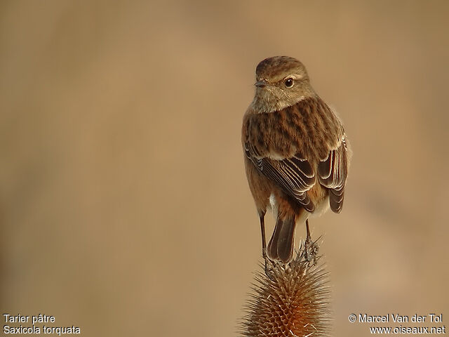 European Stonechat female