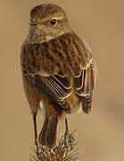 European Stonechat