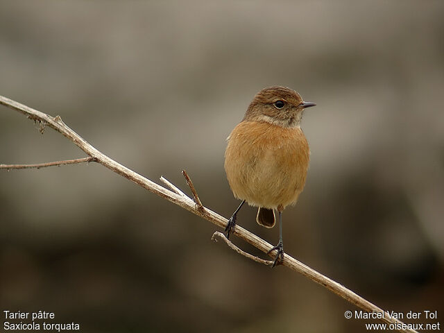 European Stonechat female adult post breeding