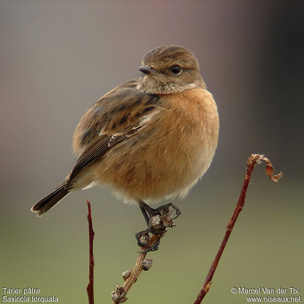 European Stonechat female adult post breeding