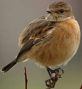 European Stonechat