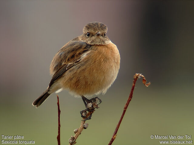 European Stonechat female adult post breeding