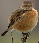 European Stonechat