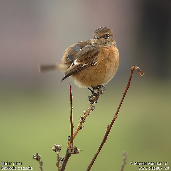 European Stonechat female adult post breeding