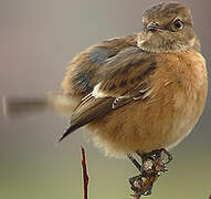 European Stonechat