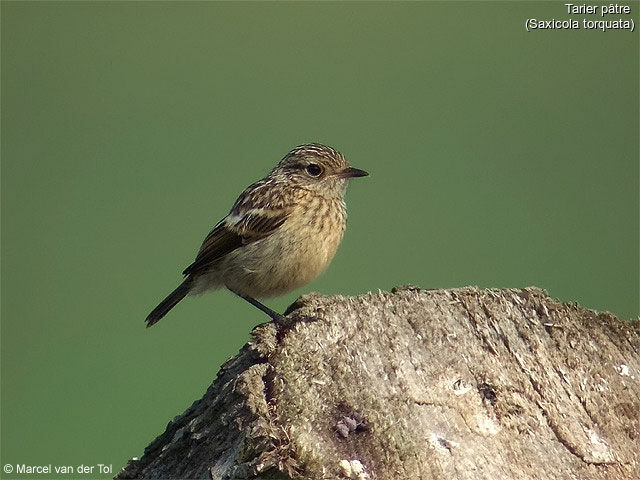 European Stonechat