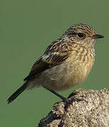 European Stonechat