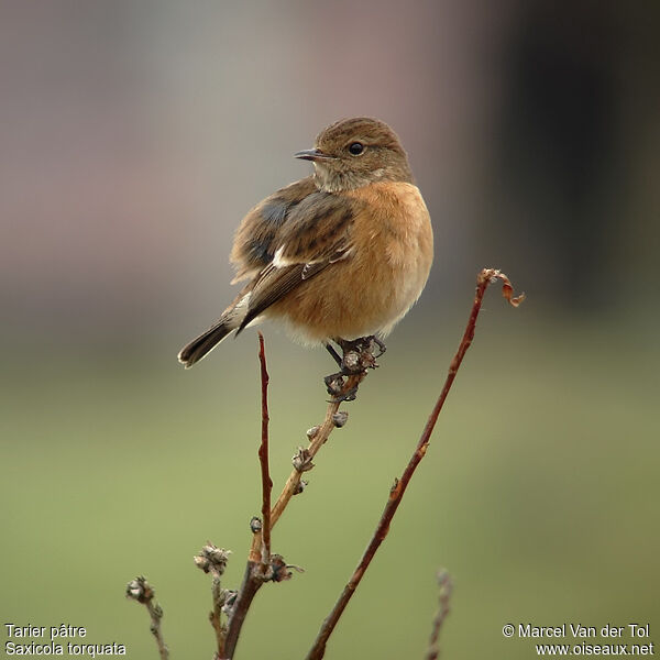 European Stonechat female adult post breeding