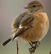 European Stonechat