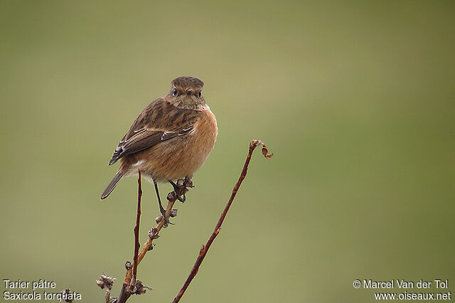 European Stonechat female adult post breeding