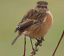 European Stonechat