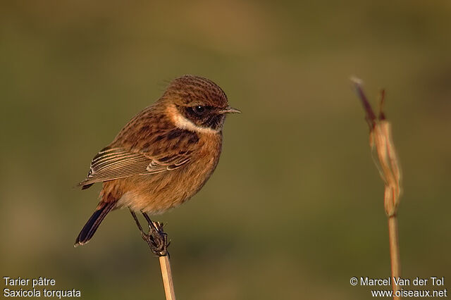 European Stonechat male