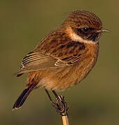 European Stonechat