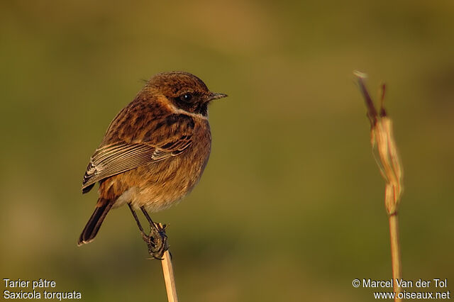 European Stonechat male