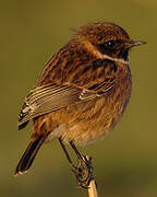 European Stonechat