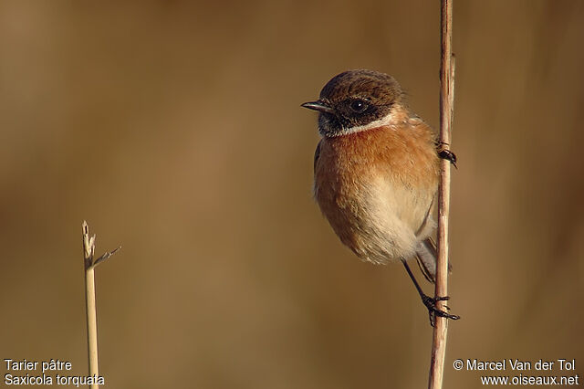 European Stonechat male