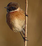 European Stonechat