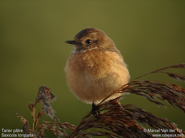 European Stonechat female adult post breeding