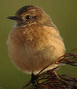 European Stonechat