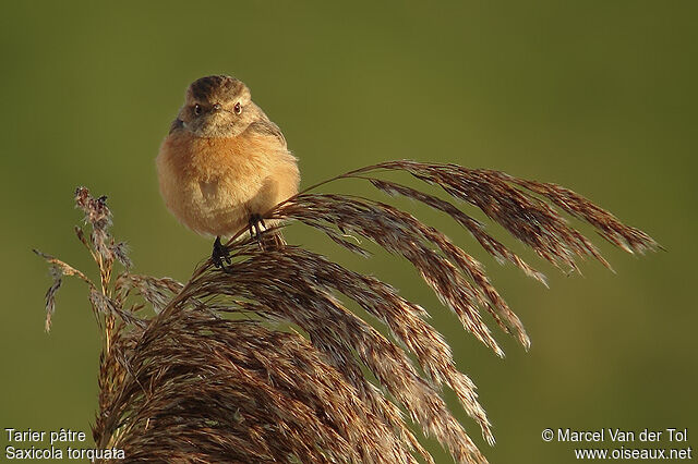 European Stonechat female adult post breeding