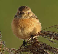 European Stonechat