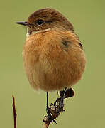 European Stonechat