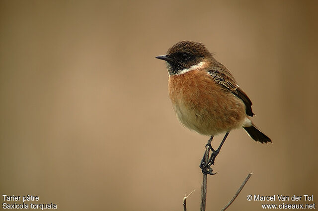 European Stonechat male adult post breeding